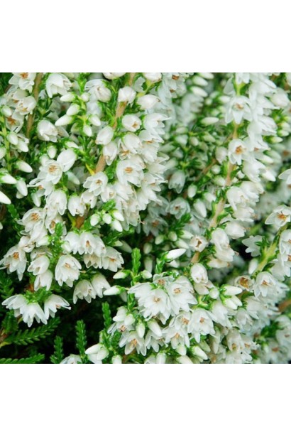 Верес звичайний ’Аслі’ білий квітучий кущ